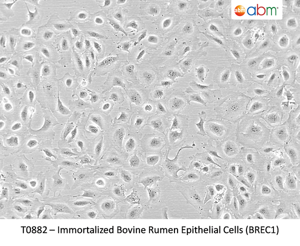 Immortalized Bovine Rumen Epithelial Cells (BREC1) – Figure 1 of 1