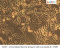 Immortalized Normal Schwann Cell Line (ipn02.8) - hTERT | Applied Biological Materials (abm)