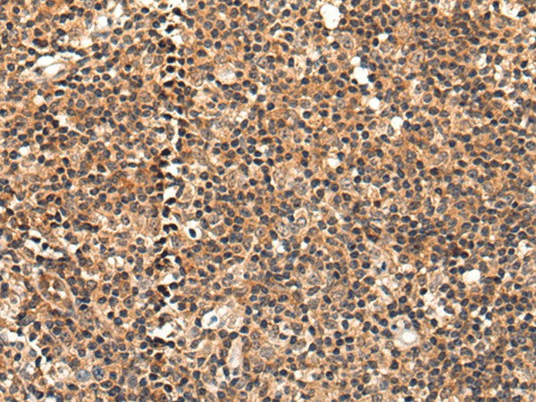 C16orf45 Polyclonal Antibody – Figure 1 of 3