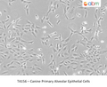 Canine Primary Alveolar Epithelial Cells | Applied Biological Materials (abm)