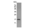 Recombinant Mouse Interleukin-22/IL-22 Protein – Figure 1 of 2