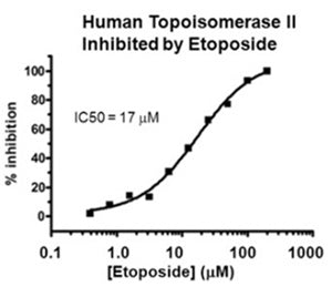 Gel-Based Human Topoisomerase II DNA Decatenation Assay Kit Plus – Figure 1 of 1