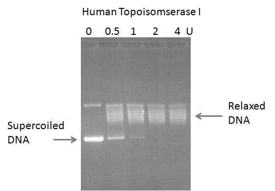 Gel-Based Human Topoisomerase I DNA Relaxation Assay Kit – Figure 1 of 1