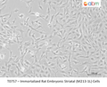 Immortalized Rat Embryonic Striatal (M213-1L) Cells – Figure 1 of 1
