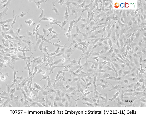 Immortalized Rat Embryonic Striatal (M213-1L) Cells – Figure 1 of 1
