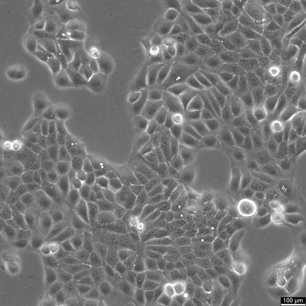 HaCaT cell