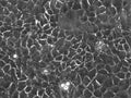 HaCaT-ras II-4 cell