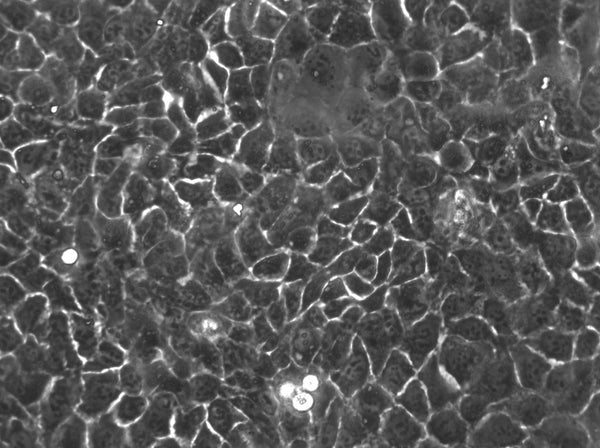 HaCaT-ras II-4 cell