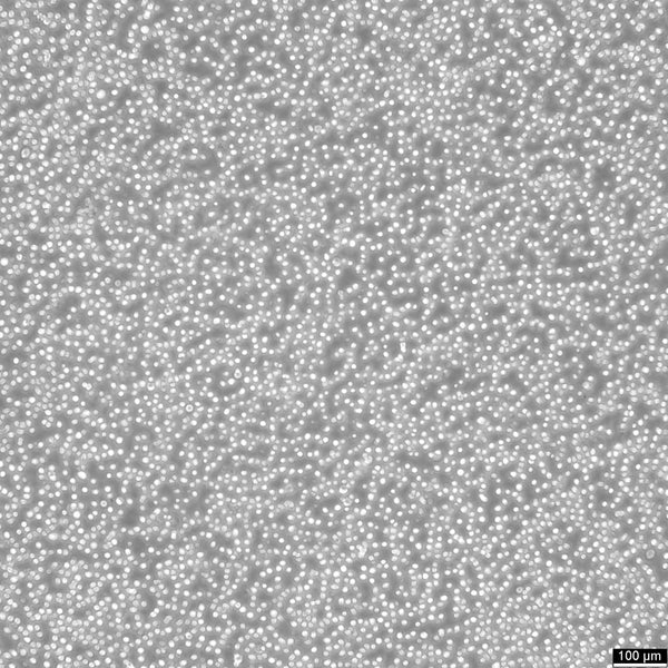 HAL-01 cell