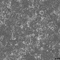 HARA-B cell