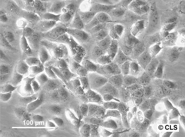 HB-CLS-1 cell