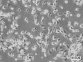 HB-CLS-2 cell