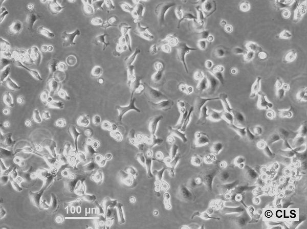 HB-CLS-2 cell