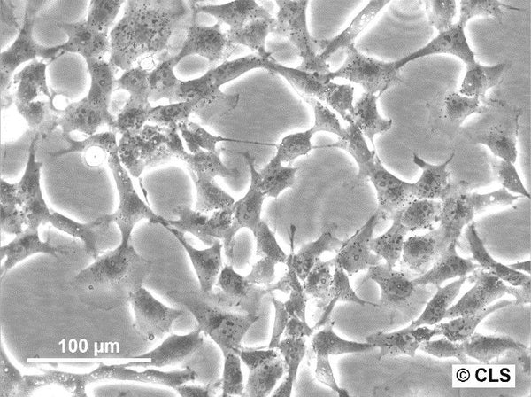 HBL-100 cell