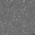 HBZY-1 cell