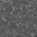 HC11 cell