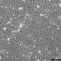 HCE-T cell