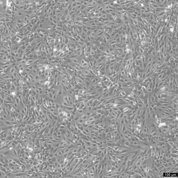 hCMEC/D3 cell