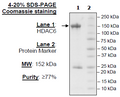 HDAC6, GST-Tag (Mouse) Recombinant – Figure 1 of 2