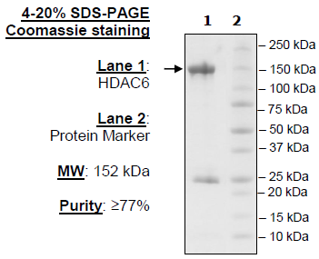 HDAC6, GST-Tag (Mouse) Recombinant – Figure 1 of 2