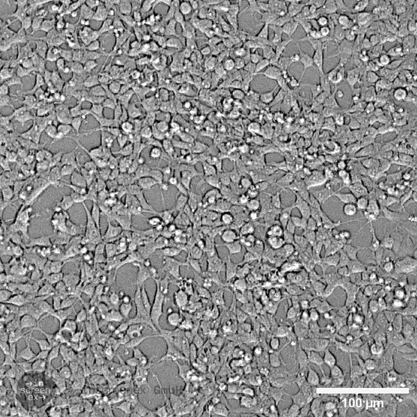 HEK293-CTLA4 cell