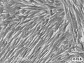 HEL-299 cell