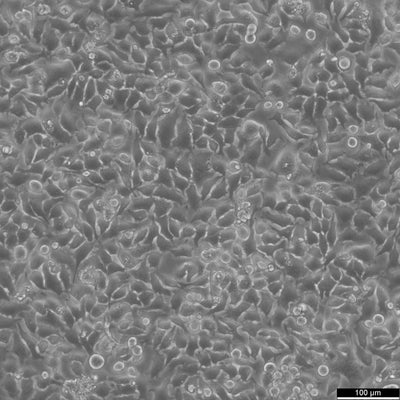 HeLa cell