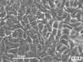 HK EB3-EGFP cell
