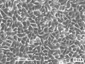 HK EGFP-Cap-D2 cell