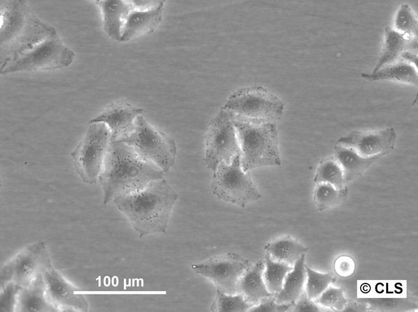 HK EGFP-H2B cell