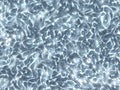 HK EGFP-LaminA/H2B-mCherry cell
