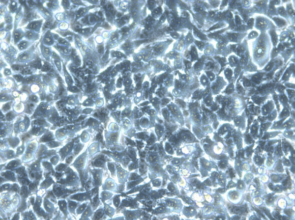 HK EGFP-LaminA/H2B-mCherry cell