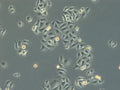 HK EGFP-LaminB1/H2B-mCherry cell