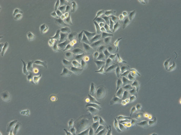HK EGFP-LaminB1/H2B-mCherry cell