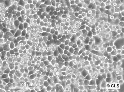 HeLa S3 cell