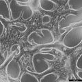 Hep-55.1C cell