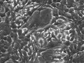 Hep-56.1D cell