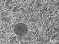 Hep-66.3A cell