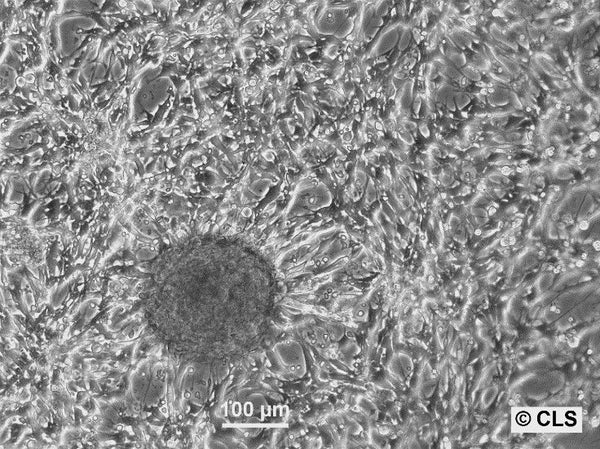 Hep-66.3A cell