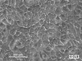 Hep-70.4 cell