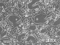 Hep-74.3A cell