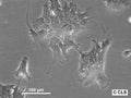 Hep-CLS-C9 cell
