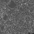 Hepa 1-6 cell