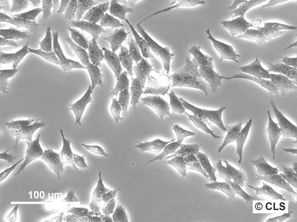 HGC-27 cell