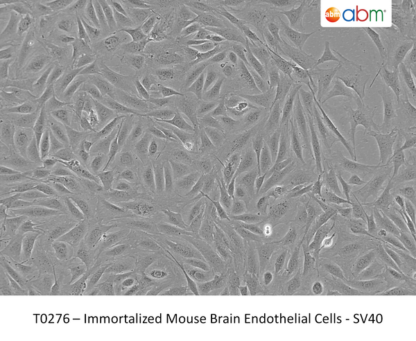 Immortalized Mouse Brain Endothelial Cells - SV40 | Applied Biological Materials (abm)
