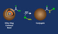 HiSur Carboxyl Beads Conjugation Kit – Figure 1 of 1
