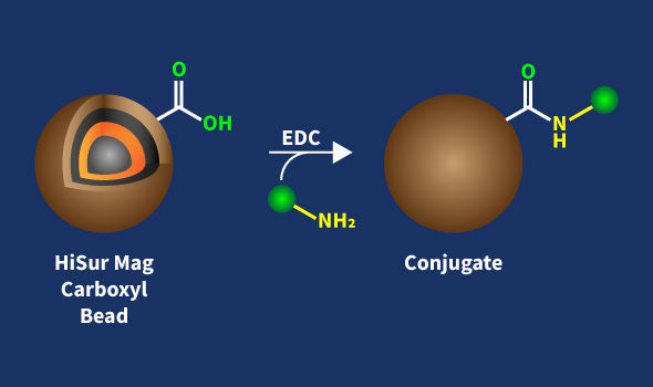 HiSur Carboxyl Beads Conjugation Kit – Figure 1 of 1