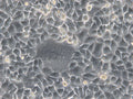 HK-2xZFN-mEGFP-Nup107 cell