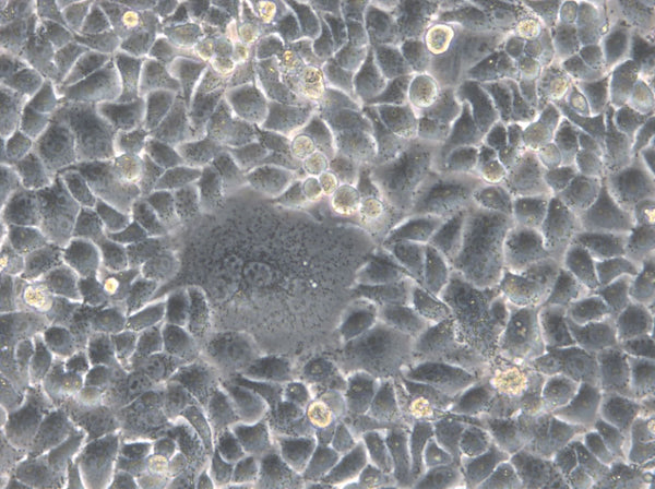 HK-2xZFN-mEGFP-Nup107 cell