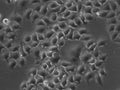 HK-2xZFN-Smc4-mEGFP cell